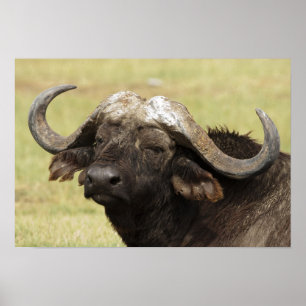 African Buffalo, Syncerus caffer Poster