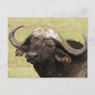 African Buffalo, Syncerus caffer, standing in Postcard
