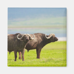 African buffaloes magnet