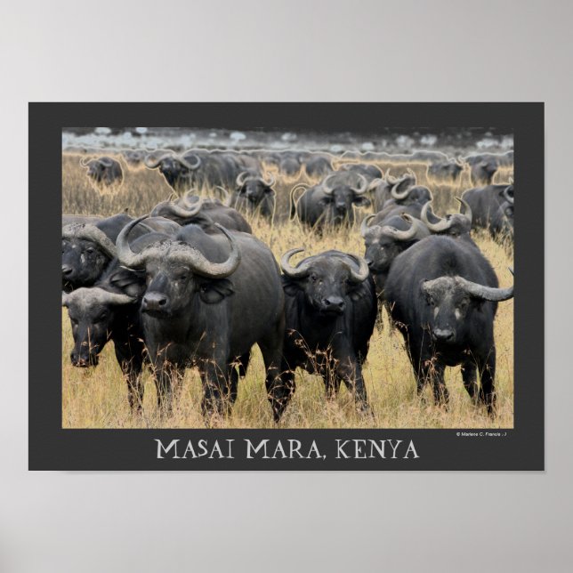 African Buffaloes of the Masai Mara Poster (Front)