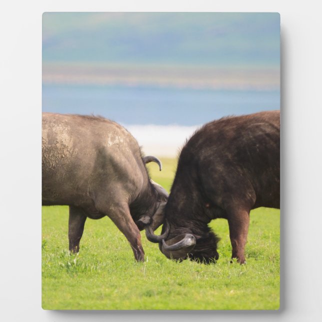 African buffaloes plaque (Front)
