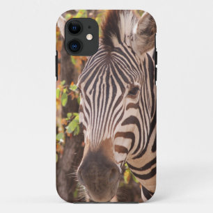 African Burchell's zebra with stripes in bushveld iPhone 11 Case