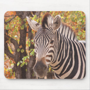 African Burchell's zebra with stripes in bushveld Mouse Mat