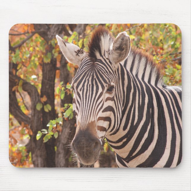 African Burchell's zebra with stripes in bushveld Mouse Mat (Front)