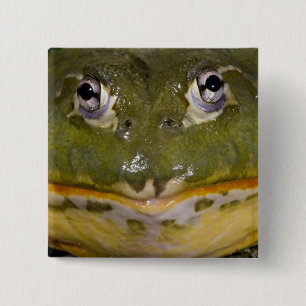 African Burrowing Bullfrog, Pyxicephalus 15 Cm Square Badge