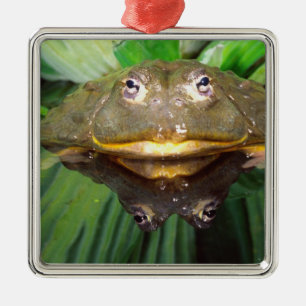 African Burrowing Bullfrog, Pyxicephalus 2 Metal Tree Decoration