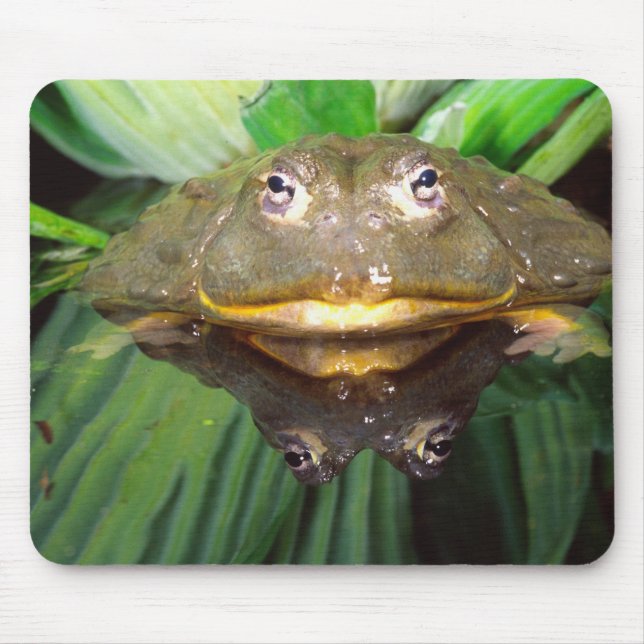 African Burrowing Bullfrog, Pyxicephalus 2 Mouse Mat (Front)