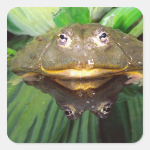 African Burrowing Bullfrog, Pyxicephalus 2 Square Sticker