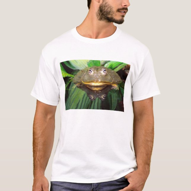 African Burrowing Bullfrog, Pyxicephalus 2 T-Shirt (Front)