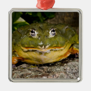 African Burrowing Bullfrog, Pyxicephalus Metal Tree Decoration