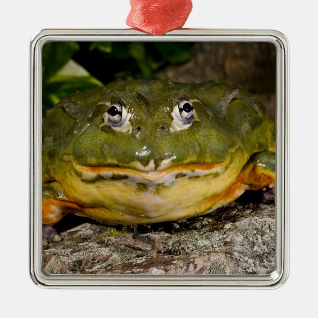 African Burrowing Bullfrog, Pyxicephalus Metal Tree Decoration (Front)