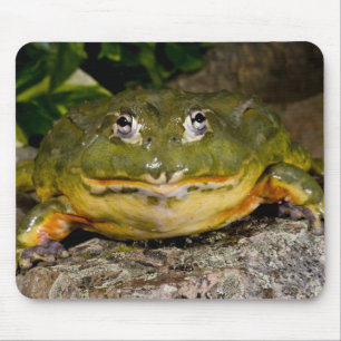 African Burrowing Bullfrog, Pyxicephalus Mouse Mat