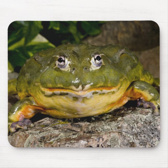 African Burrowing Bullfrog, Pyxicephalus Mouse Mat (Front)