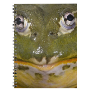 African Burrowing Bullfrog, Pyxicephalus Notebook