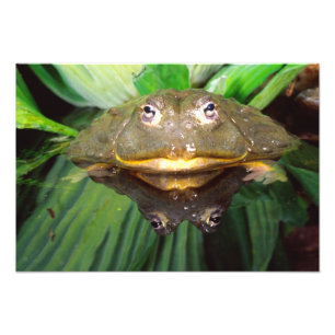 African Burrowing Bullfrog, Pyxicephalus Photo Print