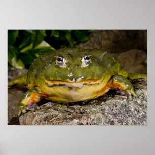 African Burrowing Bullfrog, Pyxicephalus Poster