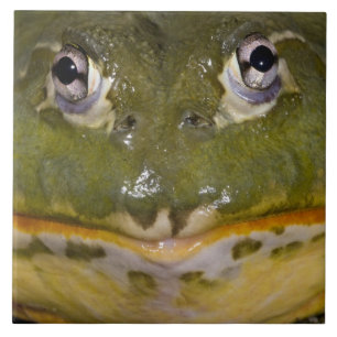 African Burrowing Bullfrog, Pyxicephalus Tile
