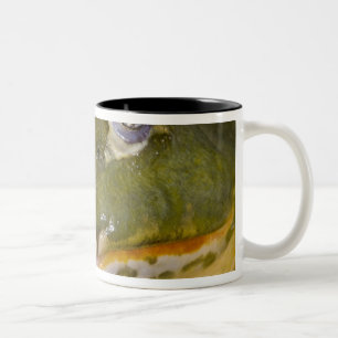 African Burrowing Bullfrog, Pyxicephalus Two-Tone Coffee Mug