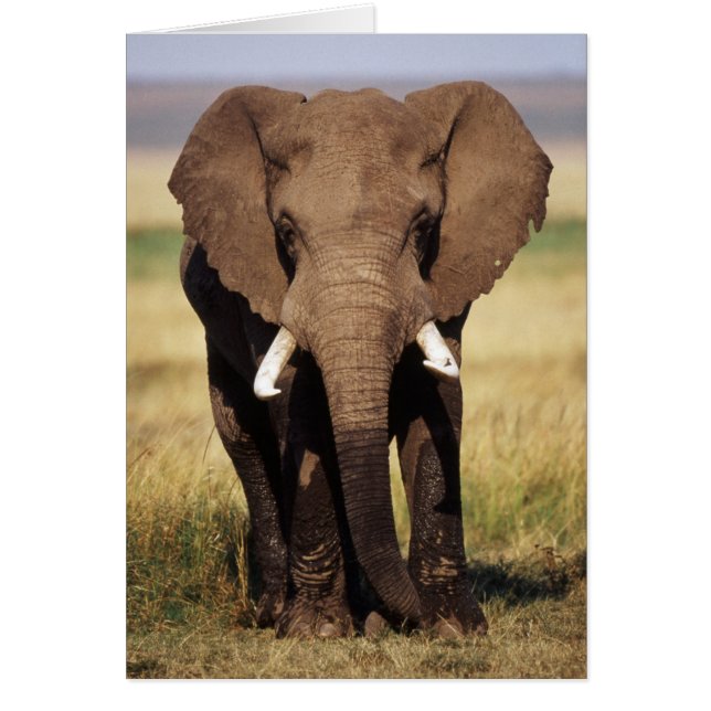 African Bush Elephant (Front)