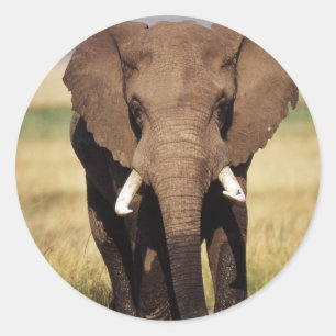 African Bush Elephant Classic Round Sticker