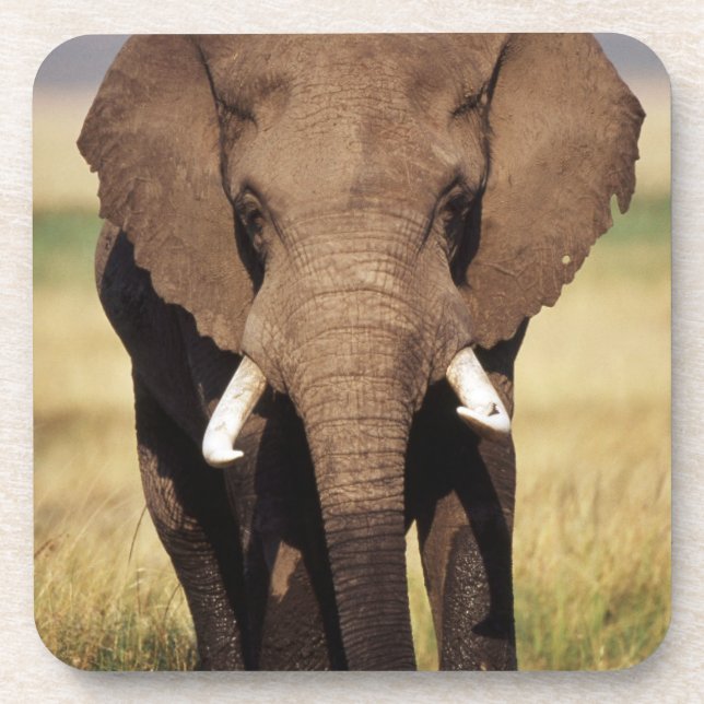 African Bush Elephant Coaster (Front)
