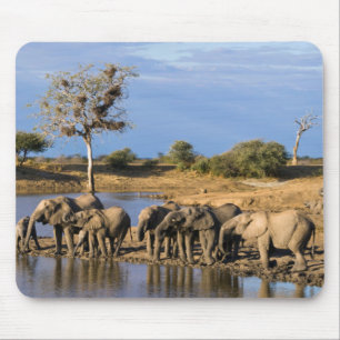 African Bush Elephant (Loxodonta Africana) Herd Mouse Mat