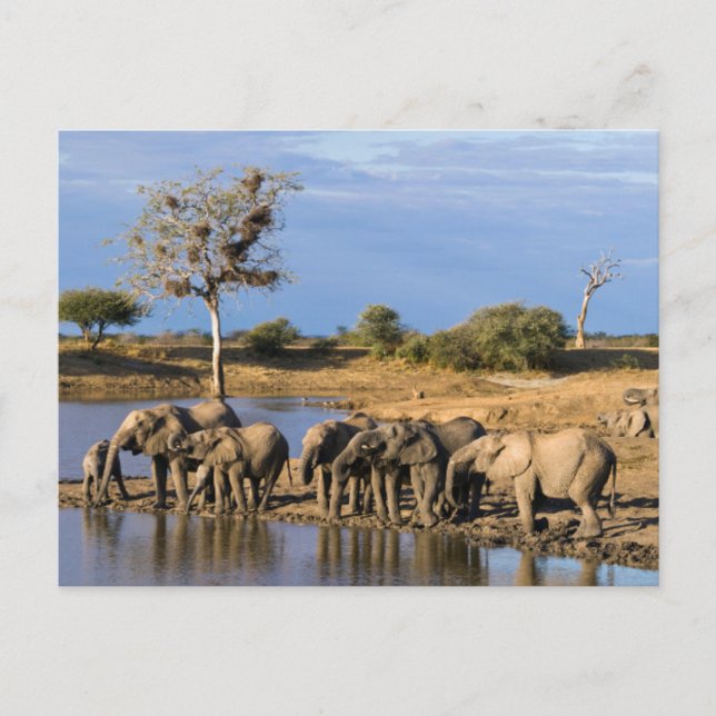 African Bush Elephant (Loxodonta Africana) Herd Postcard (Front)