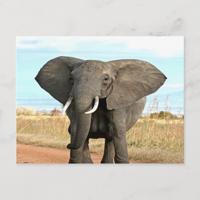 African Bush Elephant Marching to success goal Postcard (Front)