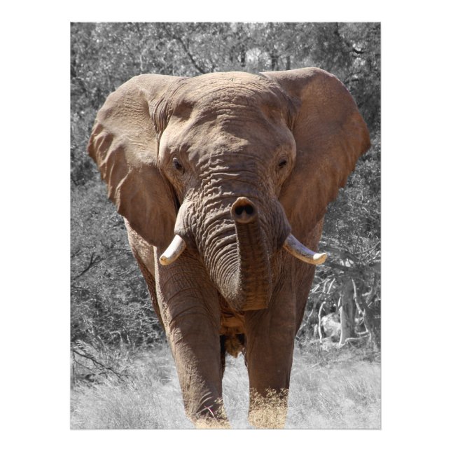 African bush elephant photo print (Front)