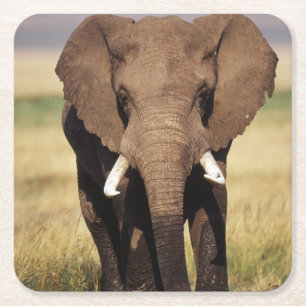 African Bush Elephant Square Paper Coaster