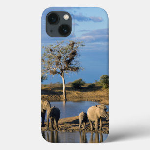 African Bush Elephants (Loxodonta Africana) iPhone 13 Case