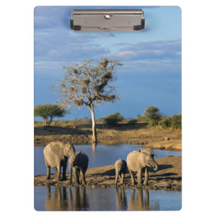 African Bush Elephants (Loxodonta Africana) Clipboard