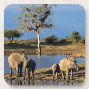 African Bush Elephants (Loxodonta Africana) Coaster