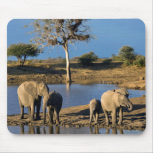 African Bush Elephants (Loxodonta Africana) Mouse Mat