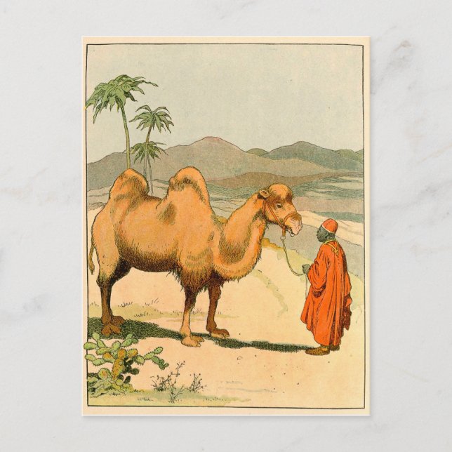 African Camel and Desert Traveller Postcard (Front)