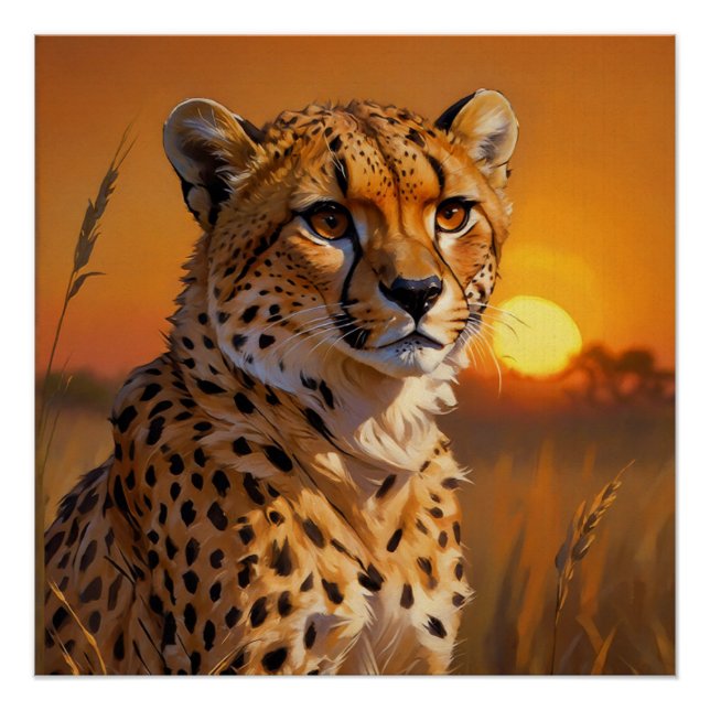 African Cheetah at sunset  Poster (Front)