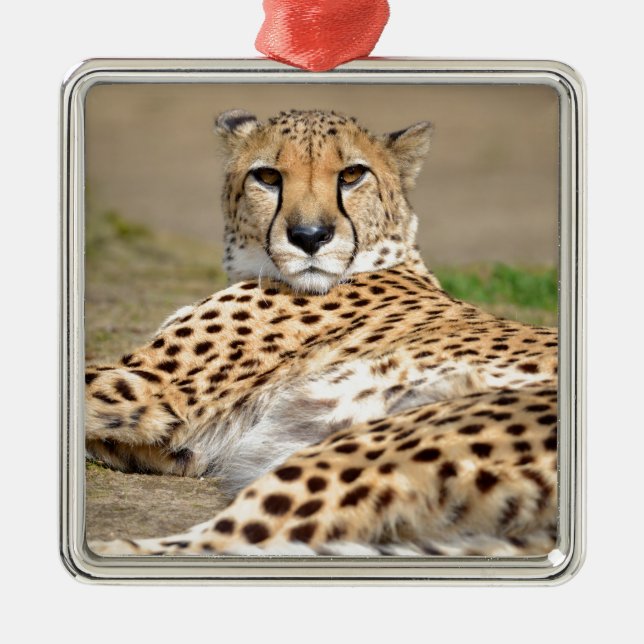 African Cheetah lying on ground Metal Tree Decoration (Front)