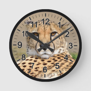 African Cheetah lying on ground Round Clock