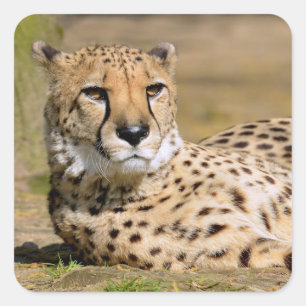 African Cheetah lying on ground Square Sticker