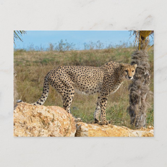 African Cheetah on rock Holiday Postcard (Front)