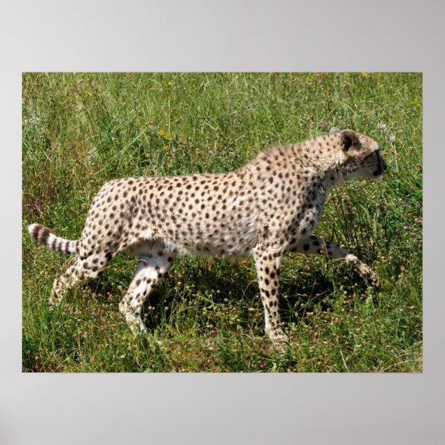 African Cheetah walking on grass  Poster (Front)