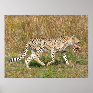 African Cheetah walking on grass  Poster