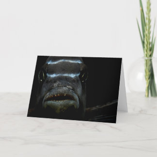 African Cichlid Greeting Card