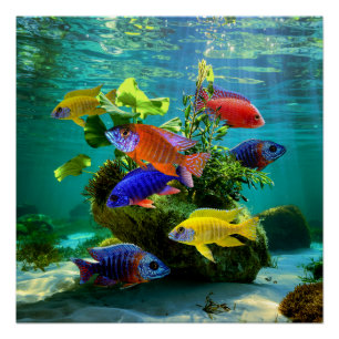 African Cichlids Peacock Cichlid Aquarium Art Poster