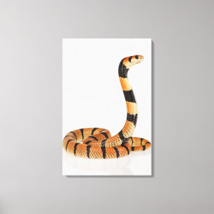 African coral snake (Aspidelaps lubricus) Canvas Print