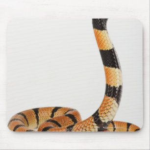 African coral snake (Aspidelaps lubricus) Mouse Mat