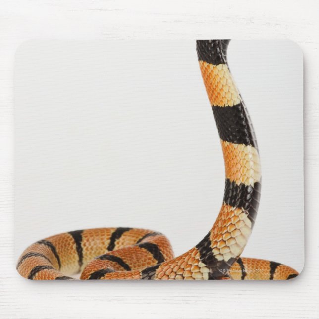 African coral snake (Aspidelaps lubricus) Mouse Mat (Front)