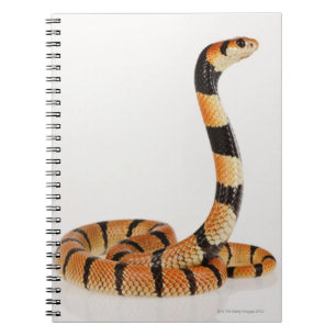 African coral snake (Aspidelaps lubricus) Notebook