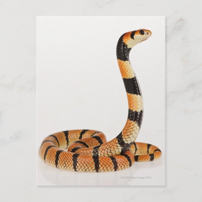 African coral snake (Aspidelaps lubricus) Postcard (Front)