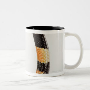 African coral snake (Aspidelaps lubricus) Two-Tone Coffee Mug